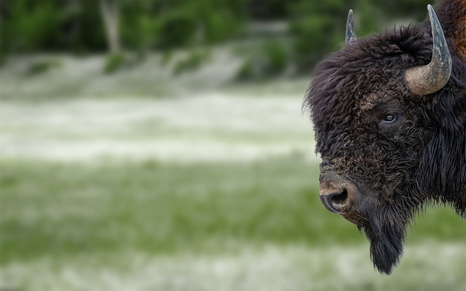 Ein Bison auf einer grünen Wiese