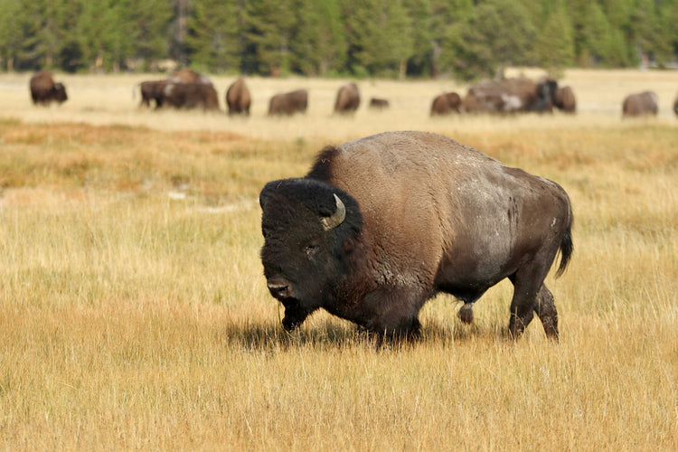Bison in der Steppe